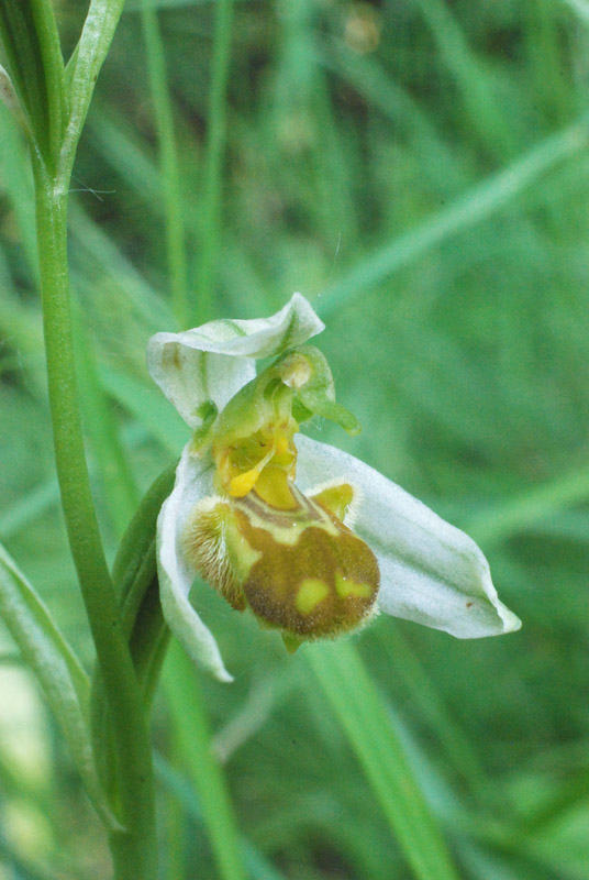 Ophrys apifera: alcune variet del Veneto